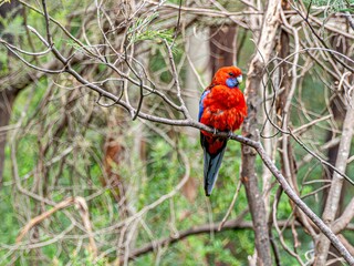  Blue Red Lorikeet
