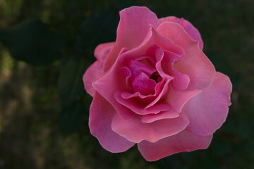 pink rose in garden