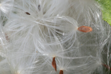 Naklejka premium dandelion seed head