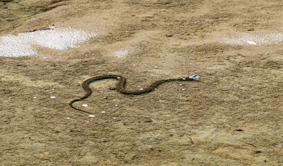 Snake in the water