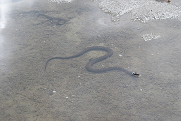 Snake in the water