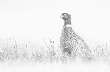 Ringneck Pheasant (Phasianus colchicus) - sketch - obrazy, fototapety, plakaty