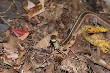 Snake in leaves