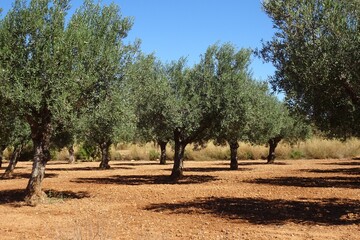 Fototapeta premium Olive Tree Grove in Spain