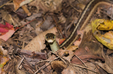 Snake in leaves