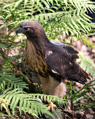 Hawk Stock Photos. Hawk close-up profile view with foliage background and foreground in its environment and habitat displaying brown feathers, beak, eye, talons. Image. Portrait. Picture.