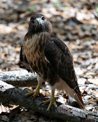 Hawk Stock Photos.  Hawk close-up profile view with blur background and foreground in its environment and habitat displaying brown feathers, beak, eye, talons. Image. Portrait. Picture.