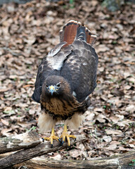 Hawk Stock Photos.  Close-up profile view with brown leaves foliage background and foreground in its environment and habitat displaying brown feather plumage, fluffy wings, talons, beak, tail, eyes. 
