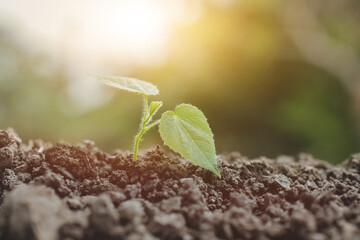 Young Plant Growing in Sunlight background,Plant seedling