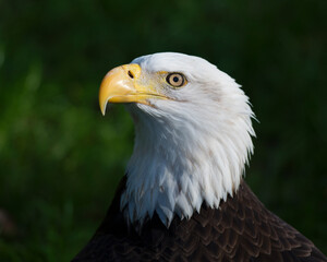 Bald Eagle Stock Photos. Head close-up profile view for a portrait displaying head, eye, beak, white crown with a blur background in its environment and habitat. Portrait. Image. Photo. Picture.