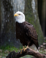 Bald Eagle Stock Photos.  Eagle perched on a log displaying brown feather plumage, white head, eye,...