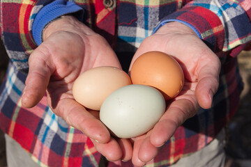 hands of rural working woman holding fresh eggs from chicken coop
