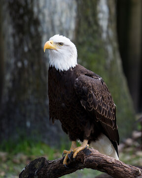 Bald Eagle Stock Photos.  Eagle perched on a log displaying brown feather plumage, white head, eye, beak, talons, plumage with blur background in its habitat and environment.  Image. Picture. 