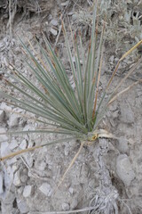 Arid climate spiky grass growing out of dry soil