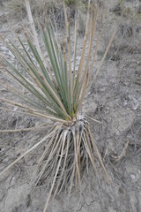 Spiky desert grass plant growing in arid dry soil