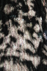 texture of a fur tree