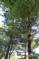 Obraz premium trees in the forest