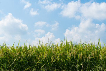Fototapeta premium 稲と青空