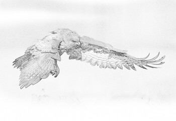 Common buzzard (Buteo buteo) in flight - sketch