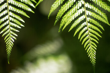 Minimalismo hoja