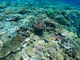 Fototapeta na wymiar Green Sea Turtle on Great Barrier Reef, Australia
