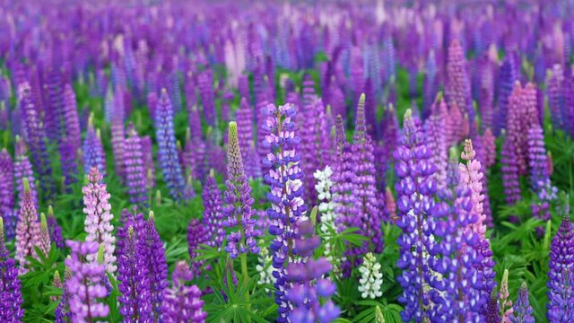 Closeup of wild beautiful blooming lupin flower fields