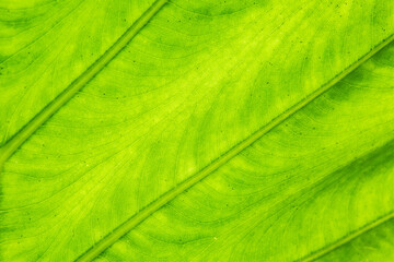 Close up of Beautiful Pattern Green leaf  texture background