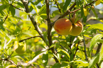 Peach tree with organic peach fruit. In the background the leaves of the tree and blue sky