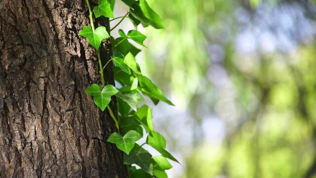 Closeup of green ivy on tree trunk