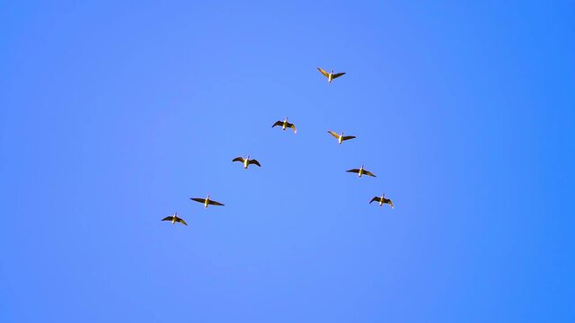 Flock of migration of swan geese flying in a V-shape. Low angle view