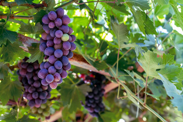 Grapes hanging on a grape vine, close-up
