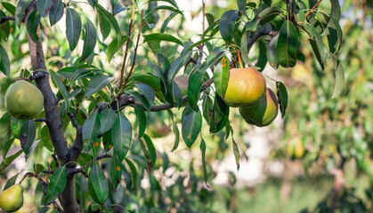 Organic pear fruits on tree. Red and green colored unripe fruits.