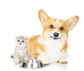 A corgi dog and a small gray British kitten stand near the dog's empty bowl and look at the camera. Isolated on white background