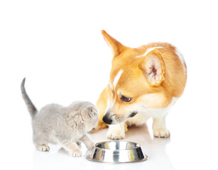 A corgi dog looks at a small gray British kitten who is standing near an empty dog bowl. Isolated on white background