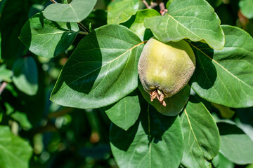 Single quince fruit on tree. Healthy green leaves and unripe fruit, close-up.