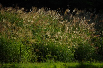 Japanese pampas grass shining under the sunset