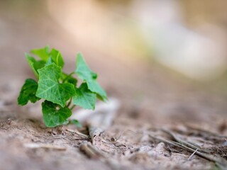 Ivy Gourd Vine naturally occurring on the ground. Ivy Gourd. the ivy gourd