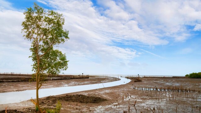 photo of tree Mangroves and intertidal zone. intertidal zone with beautiful sky