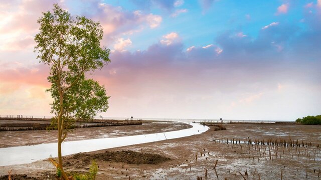 photo of tree Mangroves and intertidal zone. intertidal zone with beautiful sky