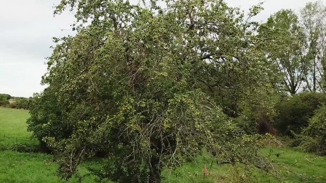 Apple tree in a garden