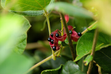 赤い莢に黒い豆がついているトキリマメの果実