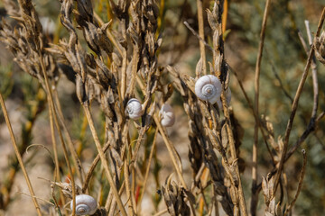 Obraz premium Selective focus on small spiral shells of steppe snails on dried plant stems. Beautiful natural background. Macro shot of molluscs in the wild. Copy space. Strongly blurred background.