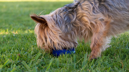 Close up side view of Yorkshire Terrier dog with long hair, chewing a rubber ball in the park