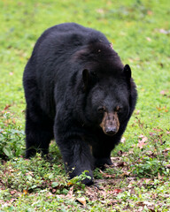 Fototapeta premium Black Bear stock photos. Black bear close-up profile view in the forest displaying head, ears, eyes, nose, muzzle, paws in its habitat and environment with a green background. Image. 