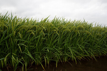 《秋田県・大潟村》あきたこまち