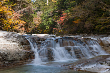 Appreciate the autumn leaves of Japan