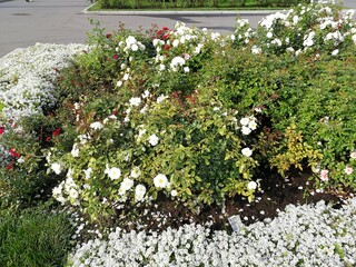 flowers in the garden