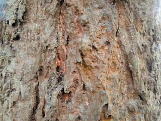 Look at the picture of the base of a tree.