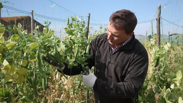 Mature man gardener working with beans seedlings in garden outdoor. High quality FullHD footage