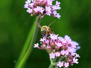 Honey Bee collecting pollen on flower 